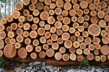 杉の丸太 ／ 伐採業者が杉の木を伐採した直後に撮影した丸太の写真です。森の中に積まれた丸太の大きさは、直径約20cm～50cm位です。