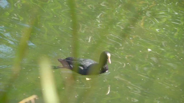 A black small Eurasian coot swimming on a pond. The Eurasian coot also known as coot is a member of the rail and crake bird family the Rallidae.