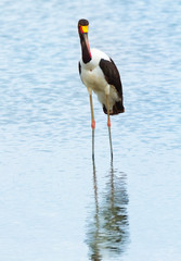 Saddle-billed stork near Nakuru Lake in Kenya