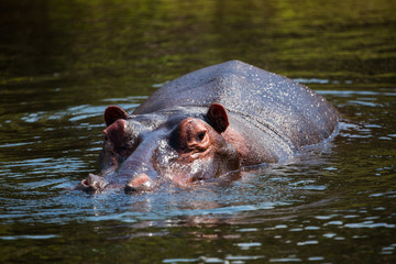 African hippo
