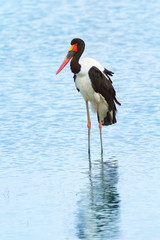 Saddle-billed stork near Nakuru Lake in Kenya. Side view