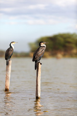 Cormorants on a tree near Naivasha Lake, Kenya. Vertical shot