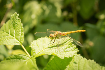 Dragonfly