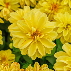 yellow dahlia flower closeup in the garden