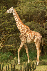 Giraffe among the trees in Naivasha National Park, Kenya. Side v