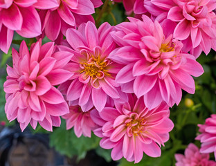 pink dahlia flowers closeup in the garden, natural background