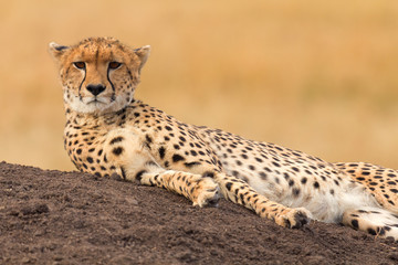 Male cheetah sitting in grass and looking for its pray in Masai