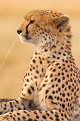 Male cheetah sitting in grass and looking for its pray in Masai