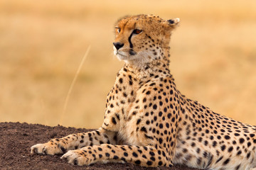 Male cheetah sitting in grass and looking for its pray in Masai