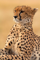 Male cheetah sitting in grass and looking for its pray in Masai