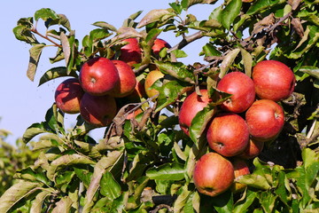 Apfelplantage im Alten Land bei Hamburg