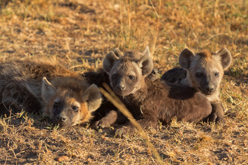 Babies spotted hyena cubs just come out from their hole early in