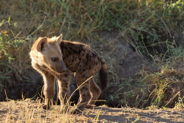 Baby spotted hyena cub just come out from its hole early in the