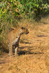 Female leopard walking slowly and looking for its pray in Masai