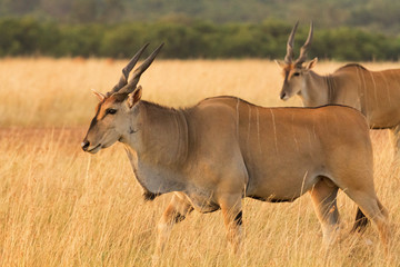 Naklejka na ściany i meble Eland antelope in grass during the dry season in Masai Mara, Ken