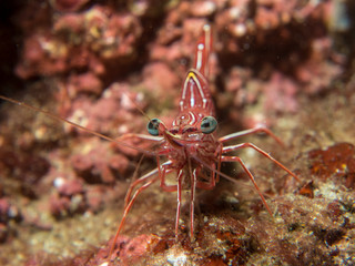 shrimp under the sea