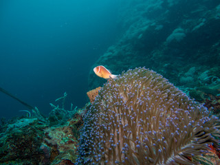 anemone fish at underwater, philippines