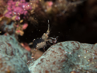 ghost shrimp under the sea