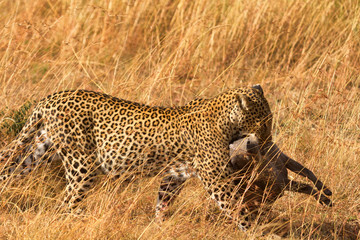Female leopard walking in grass and carrying its pray in its mou
