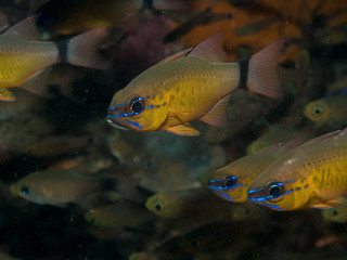 gobyfish under the sea