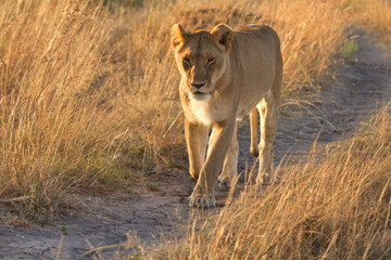 Female lion walking around in the grass in Masai Mara, Kenya. Ho
