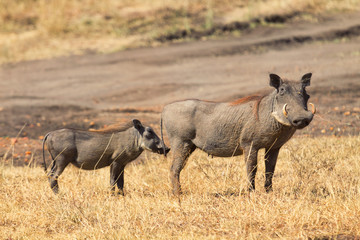 Naklejka na ściany i meble Two warthog in the grass - mother and child, Masai Mara, Kenya