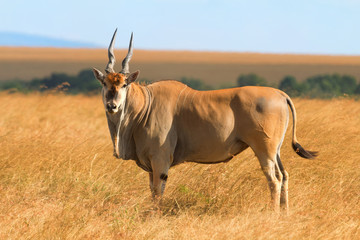 Eland antelope in grass during the dry season in Masai Mara, Ken