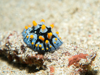 nudibranch at underwater, philippines