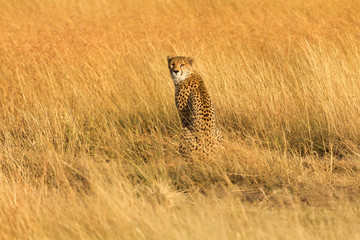 Male cheetah walking in grass and looking for its pray in Masai