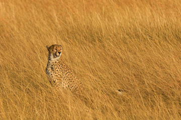 Naklejka premium Male cheetah walking in grass and looking for its pray in Masai