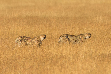 Two male cheetahs walking in grass and looking for its pray in M