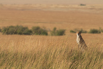 Male cheetah walking in grass and looking for its pray in Masai