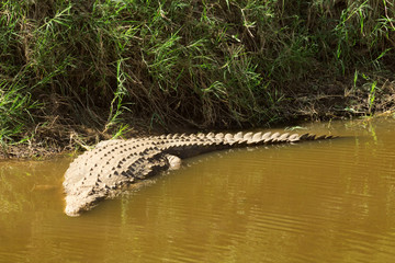 Wild crocodile swimming in Mara river in Masai Mara, Kenya
