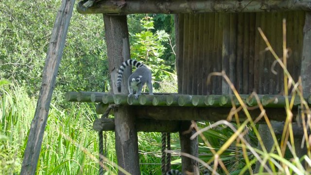 A black raccoon on a small wooden house. a grayish-brown American mammal that has a foxlike face with a black mask and a ringed tail.