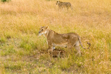 Naklejka na ściany i meble Female lion with cubs in Masai Mara, Kenya