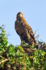Tawny Eagle nesting on a tree in Masai Mara, Kenya