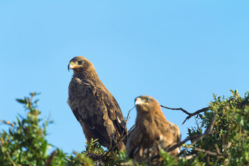 Two Tawny Eagles nesting on a tree in Masai Mara, Kenya. Close u