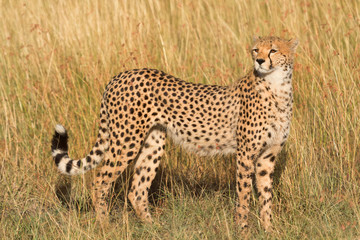 Male cheetah walking in grass and looking for its pray in Masai