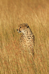 Male cheetah walking in grass and looking for its pray in Masai