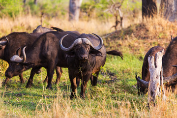The African buffalo or Cape buffalo
