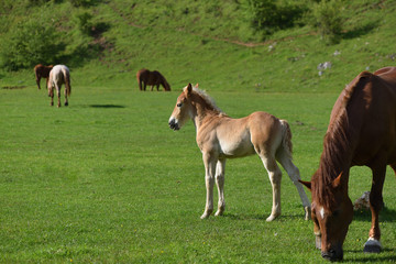 Fototapeta na wymiar Little foal on a green grass field with flowers and other adult