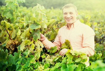 Naklejka na ściany i meble Portrait of smiling man near grapes in vineyard