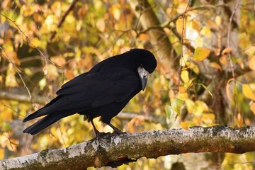 Beautiful picture of a bird - raven / crow in autumn nature. (Corvus frugilegus)