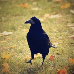 Beautiful picture of a bird - raven / crow in autumn nature. (Corvus frugilegus)