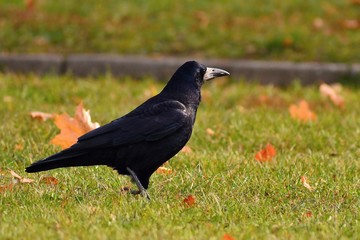 Beautiful picture of a bird - raven / crow in autumn nature. (Corvus frugilegus)