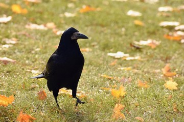 Beautiful picture of a bird - raven / crow in autumn nature. (Corvus frugilegus)