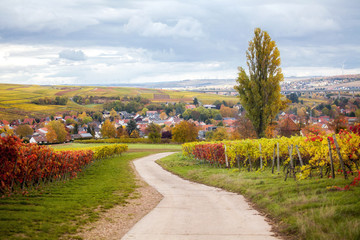 Alzey Weinheim im Herbst