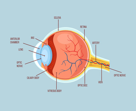 Normal Eye Retina, Illustration Stock Illustration - Illustration