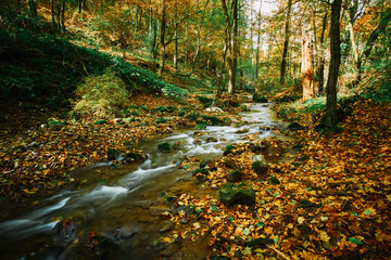 Autumn flowing stream