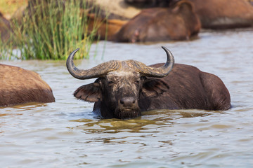 The African buffalo or Cape buffalo
